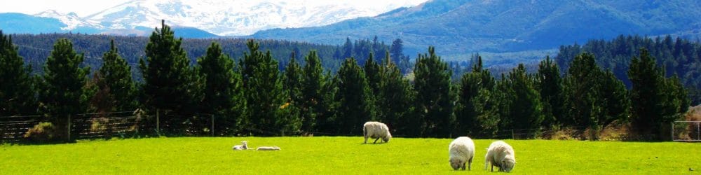 Người Việt Tại New Zealand